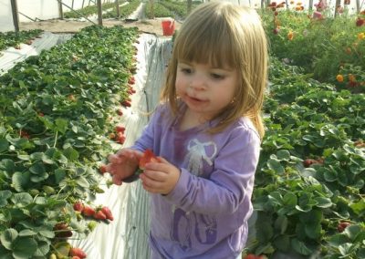 ילדי הגן קוטפים תותים - גנים דמוקרטים במודיעין